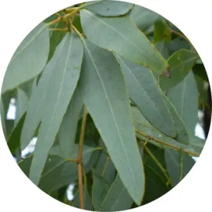 Eucalyptus Lemon Ironbark Essential Oil - Living Libations