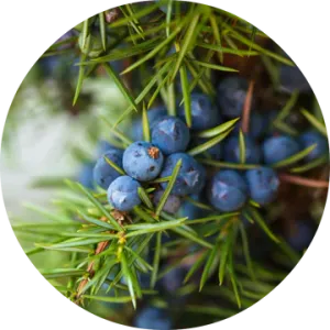 Juniper Berry Essential Oil - Living Libations