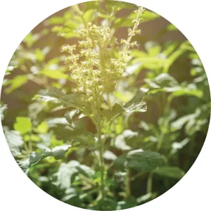 LIVING LIBATIONS - Holy Basil Essential Oil